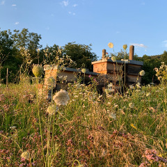 Stöcke in der Abendsonne